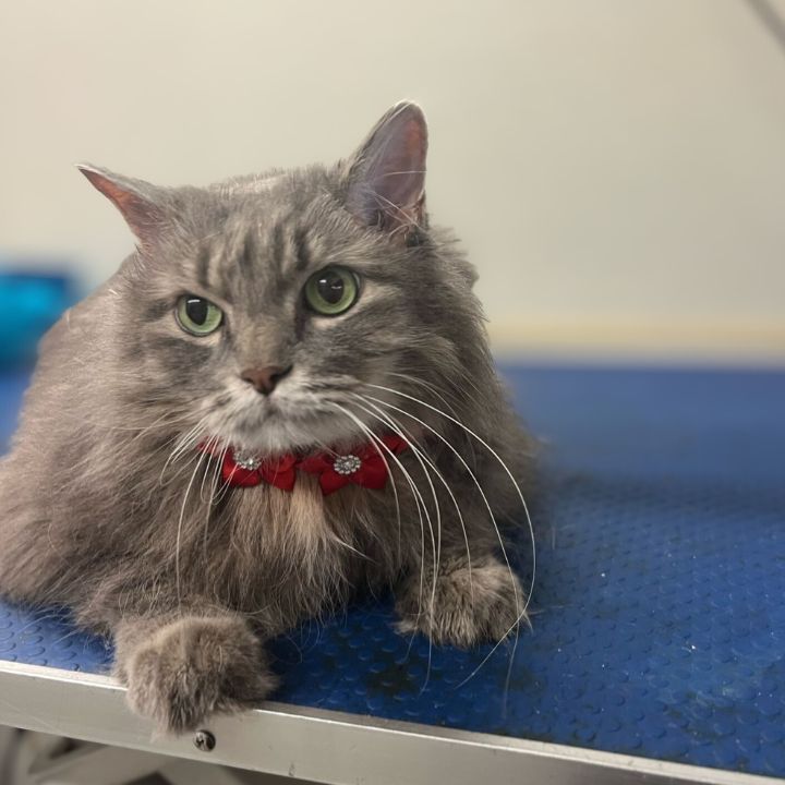 Cat grooming patience